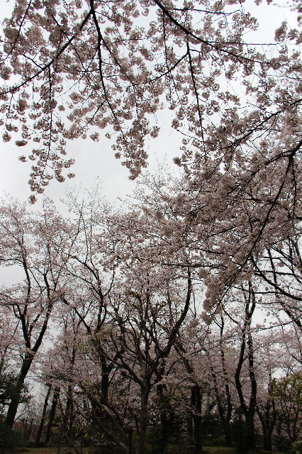 ファイル 5629-5.jpg