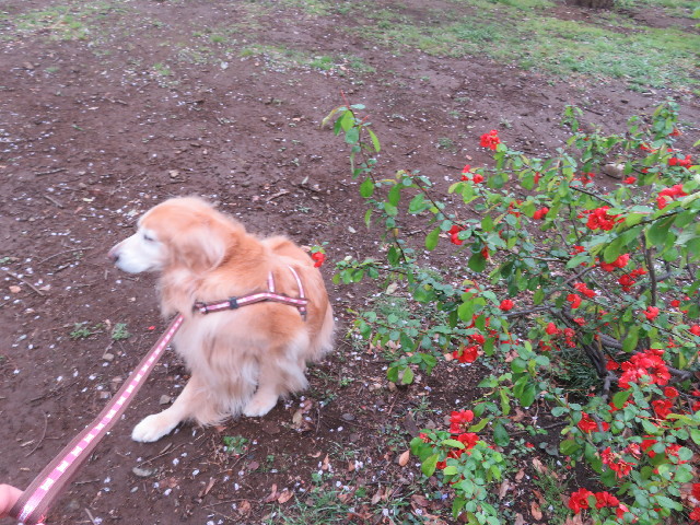 ファイル 5630-4.jpg