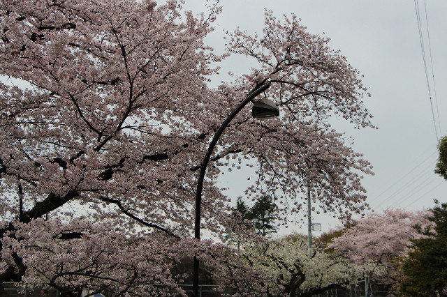 ファイル 5632-1.jpg