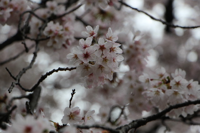 ファイル 5632-2.jpg