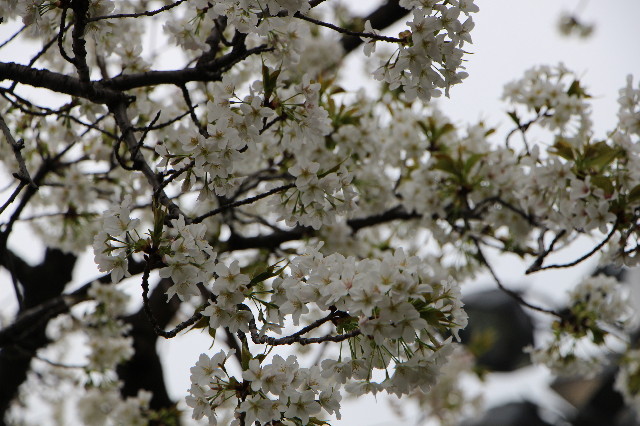 ファイル 5632-3.jpg