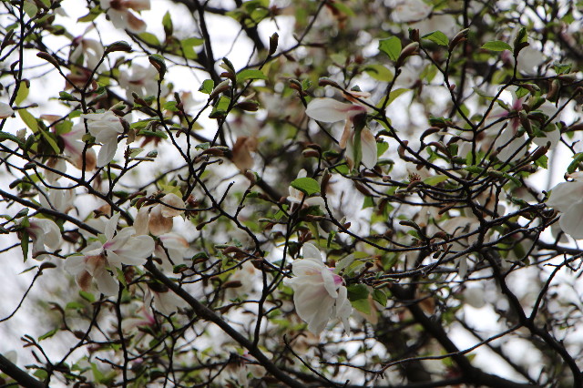 ファイル 5635-5.jpg