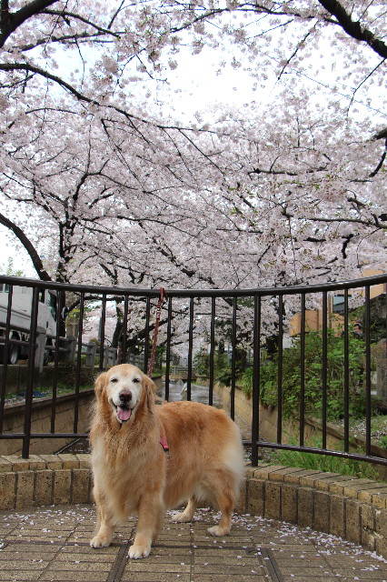 ファイル 5642-3.jpg