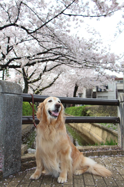 ファイル 5642-4.jpg