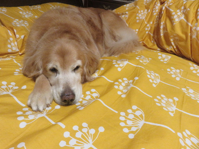 ファイル 5643-1.jpg