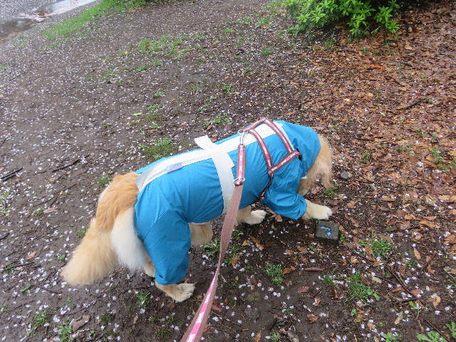 ファイル 5644-3.jpg