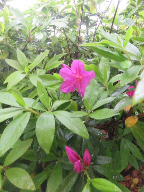 ファイル 5644-5.jpg