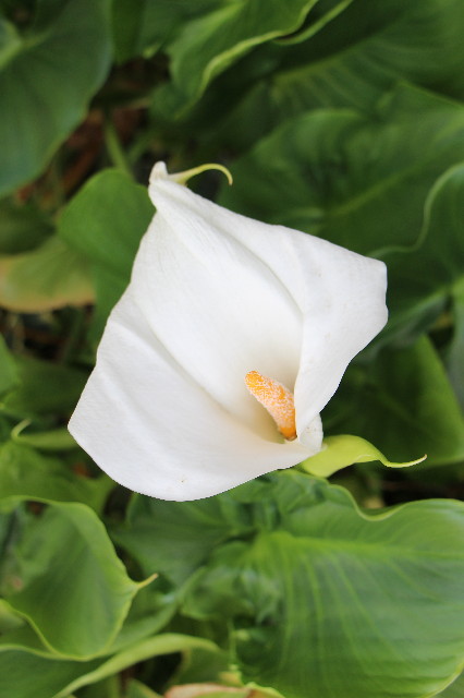 ファイル 5646-3.jpg