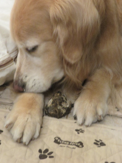 ファイル 5652-2.jpg