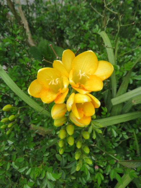 ファイル 5655-4.jpg