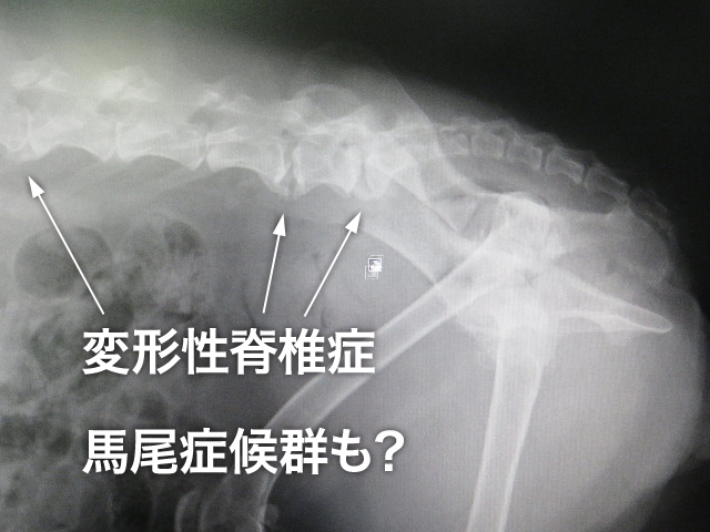 ファイル 5661-4.jpg