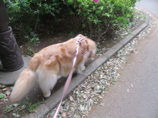 ファイル 5675-2.jpg