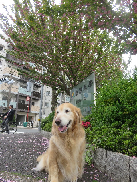 ファイル 5677-1.jpg