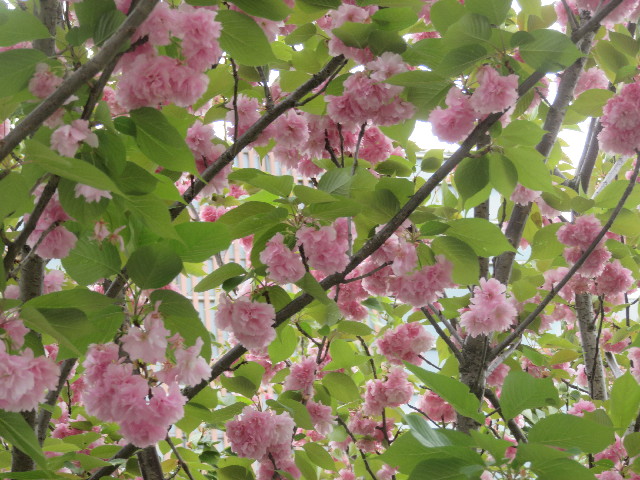 ファイル 5677-2.jpg