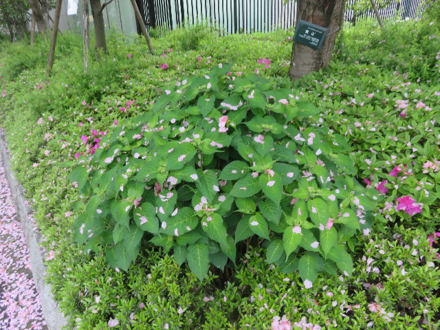 ファイル 5680-3.jpg