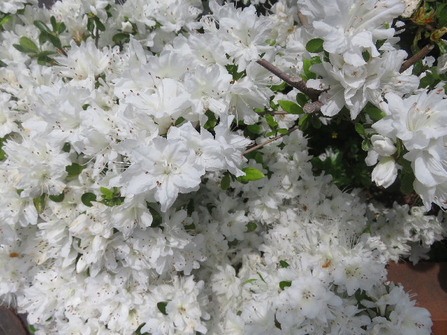 ファイル 5681-3.jpg