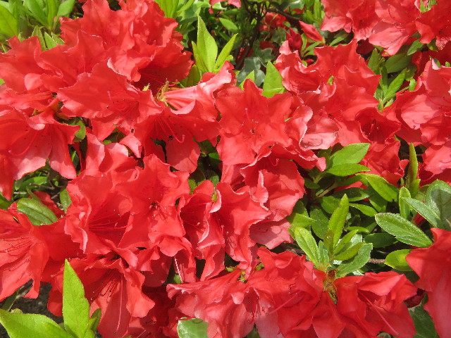 ファイル 5681-5.jpg