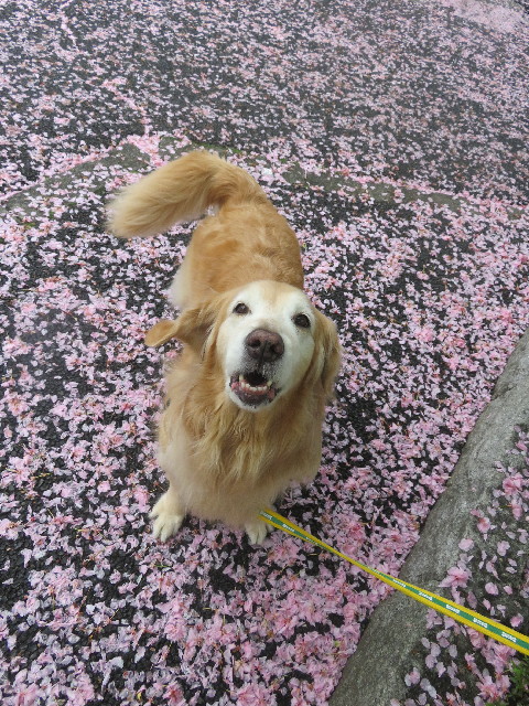 ファイル 5683-2.jpg