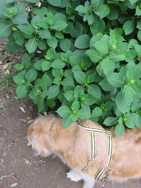 ファイル 5694-1.jpg