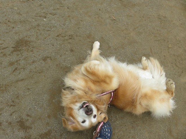 ファイル 5733-3.jpg