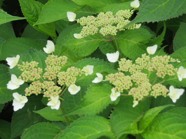 ファイル 5734-3.jpg