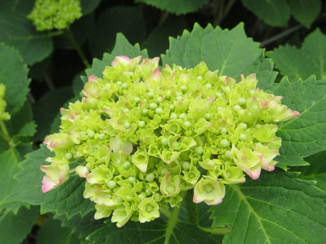 ファイル 5734-4.jpg