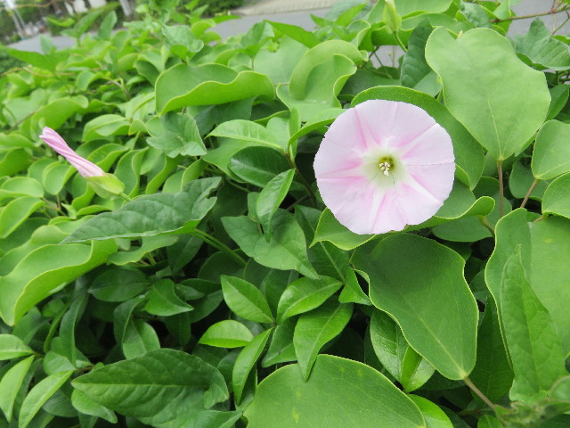 ファイル 5735-1.jpg