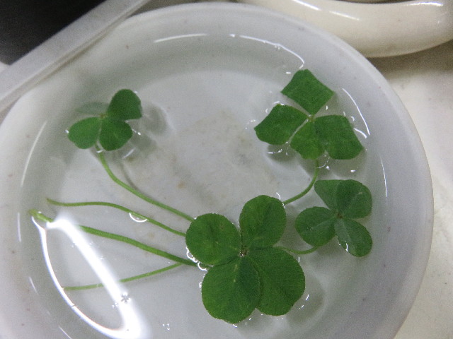 ファイル 5755-1.jpg