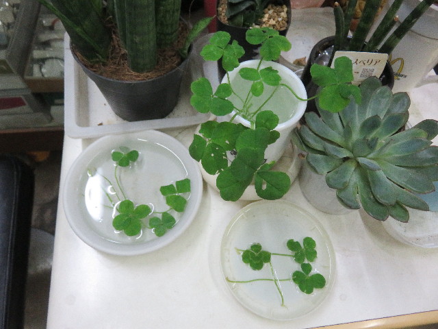 ファイル 5755-2.jpg