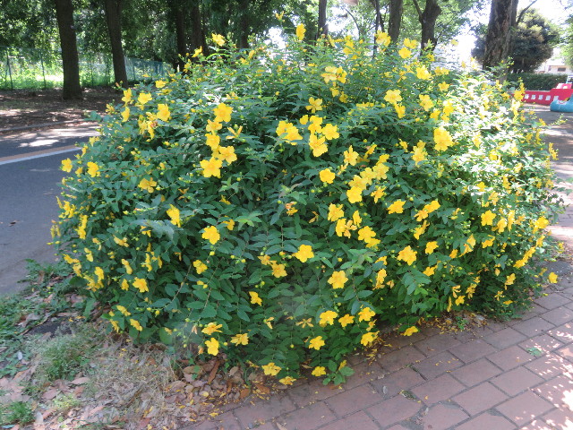 ファイル 5762-2.jpg