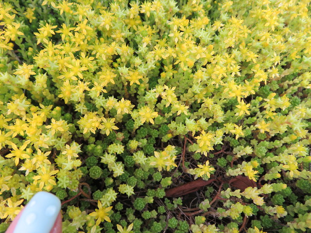 ファイル 5762-3.jpg