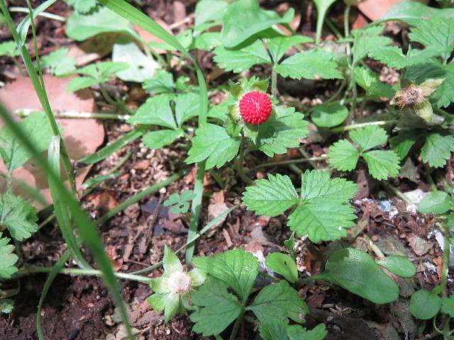 ファイル 5763-1.jpg