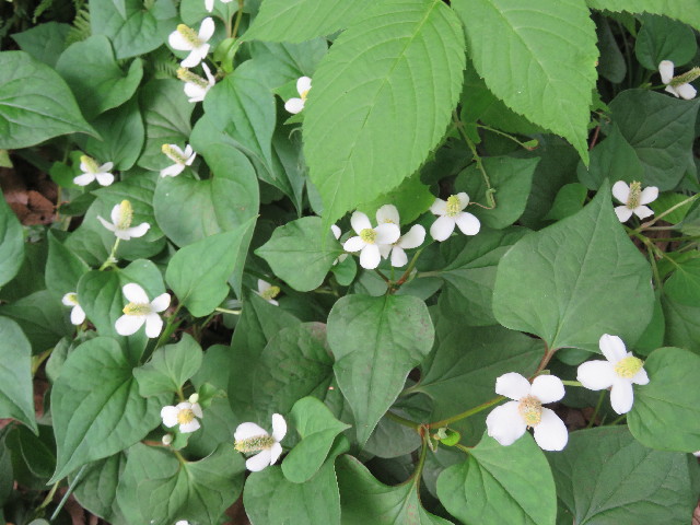 ファイル 5765-3.jpg