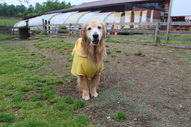 ファイル 5774-2.jpg