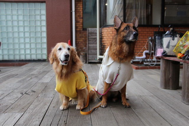 ファイル 5774-4.jpg