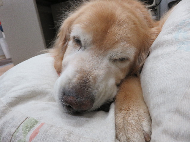 ファイル 5776-1.jpg