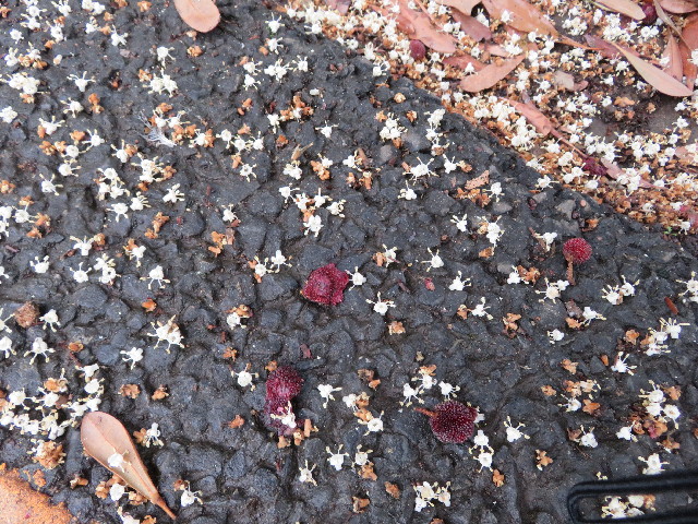 ファイル 5776-4.jpg