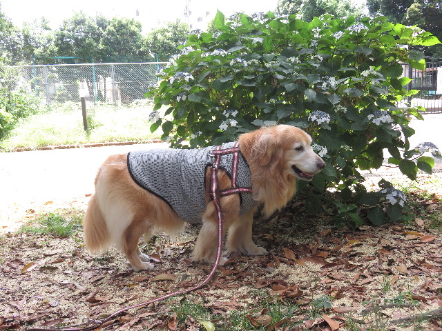 ファイル 5777-2.jpg