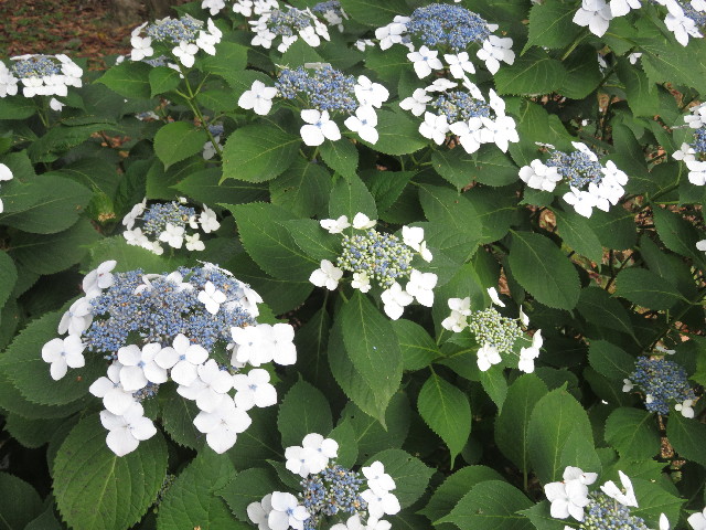 ファイル 5787-5.jpg