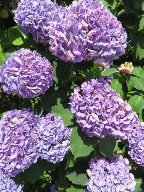 ファイル 5790-1.jpg