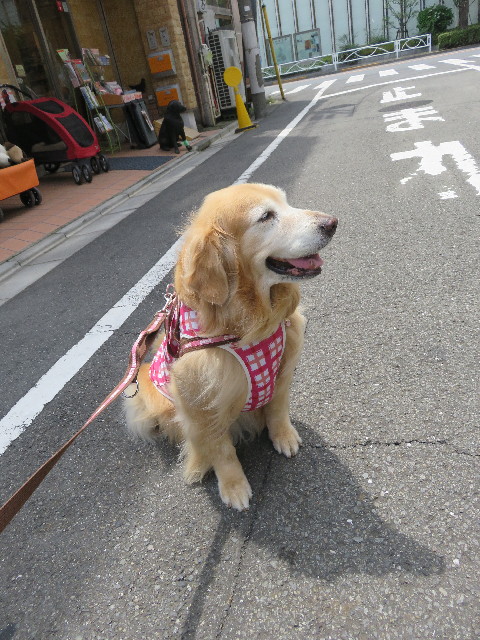 ファイル 5794-1.jpg