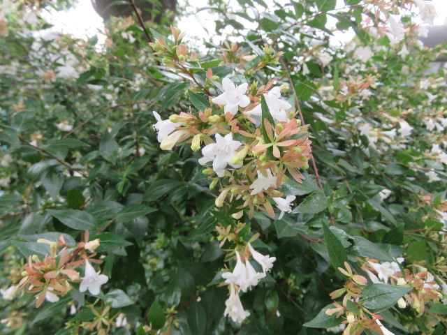 ファイル 5794-2.jpg