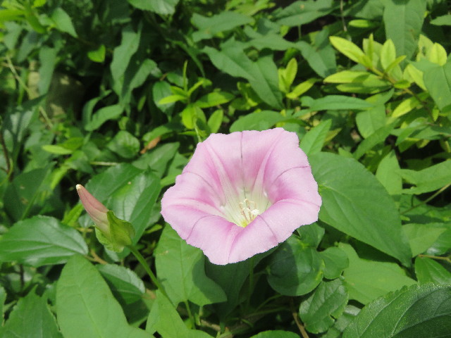 ファイル 5794-3.jpg