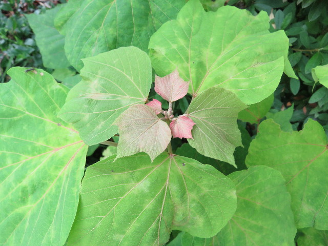 ファイル 5794-4.jpg