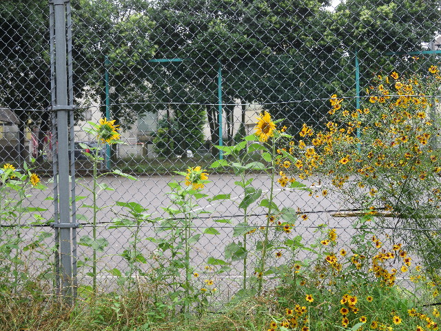 ファイル 5798-5.jpg