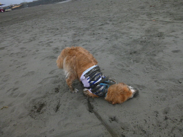 ファイル 5810-2.jpg