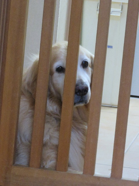 ファイル 5840-1.jpg