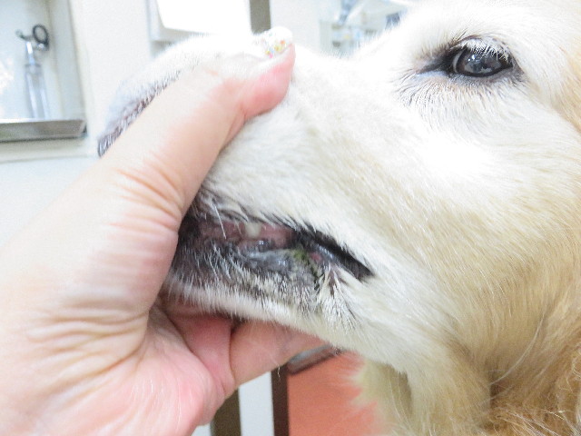 ファイル 5845-3.jpg