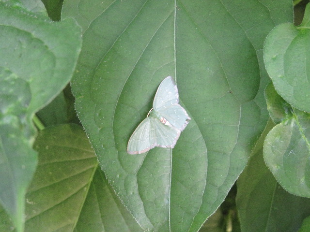 ファイル 5853-2.jpg