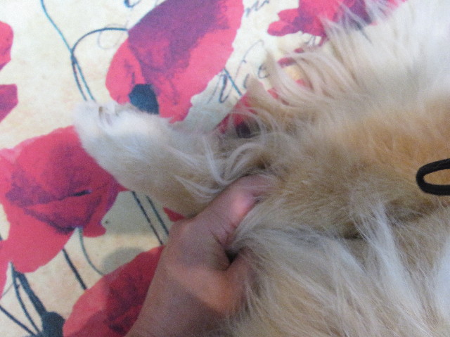 ファイル 5861-3.jpg